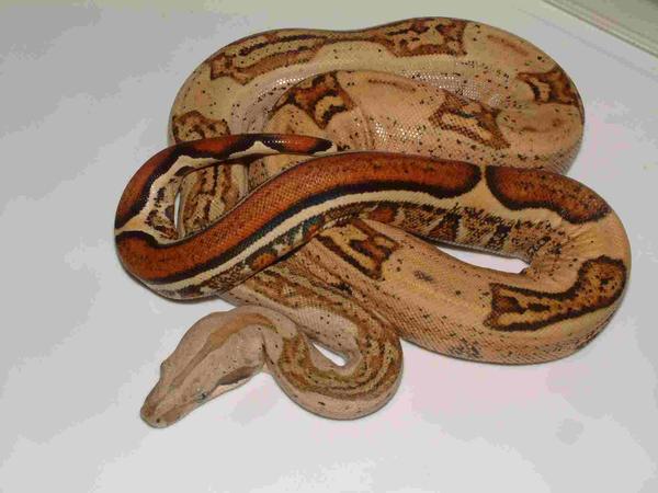 05 Strip Tail Harlequin Boa