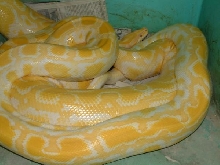 albino burmese python