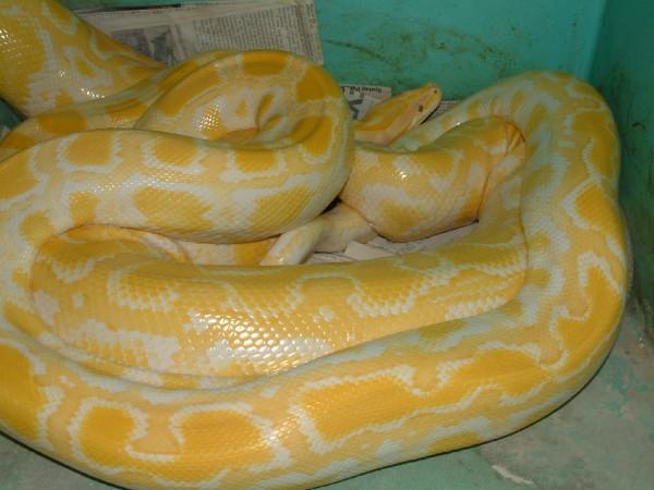 albino burmese python