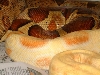albino to DH sunglow