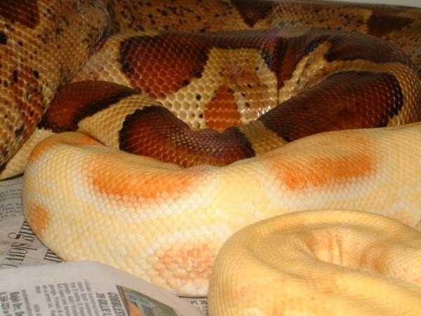 albino to DH sunglow