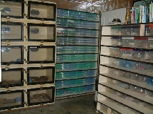 Baby racks with adult boa cages