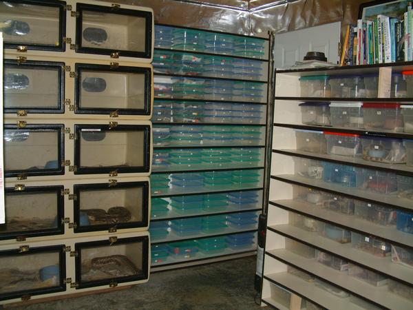 Baby racks with adult boa cages