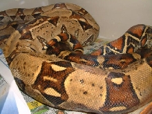 breeding pair of het albinos