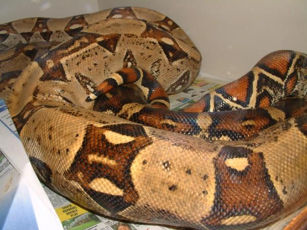 breeding pair of het albinos