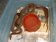 breeding pair of childrens pythons