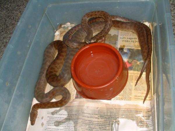 breeding pair of childrens pythons