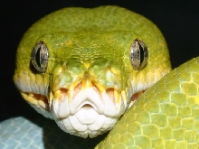 close head shot of male