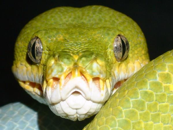 close head shot of male
