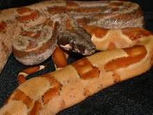 georgous boa
