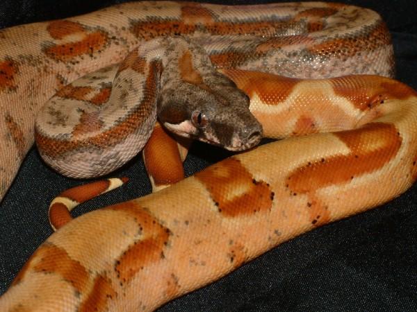 georgous boa