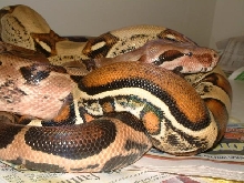 Harlequin and Pastel
