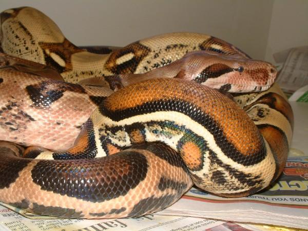 Harlequin and Pastel