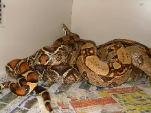 het albino to het albino