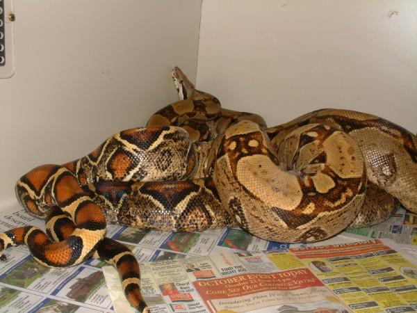 het albino to het albino