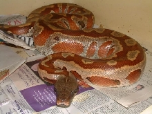 female 03 red blood python