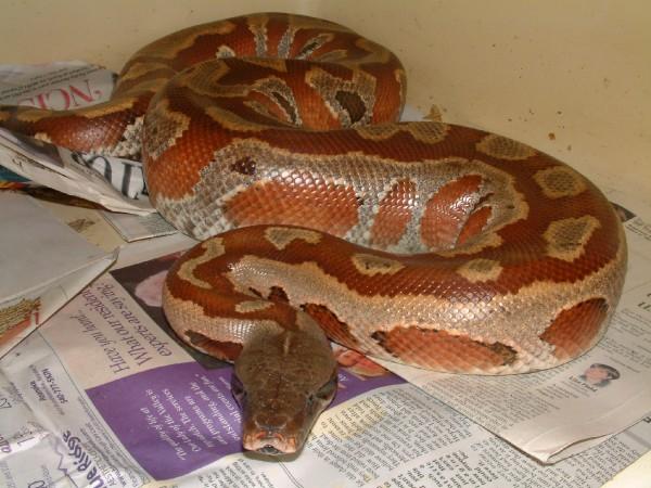female 03 red blood python