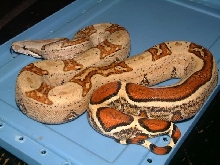 04 Female Harlequin