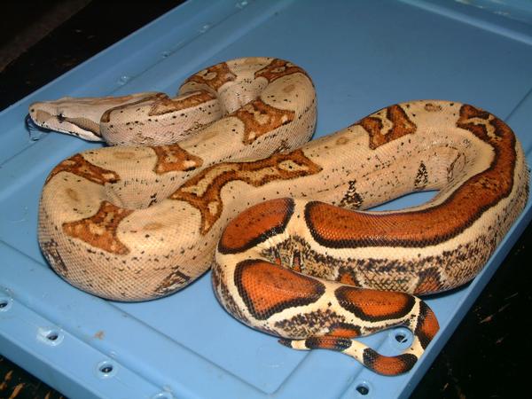 04 Female Harlequin
