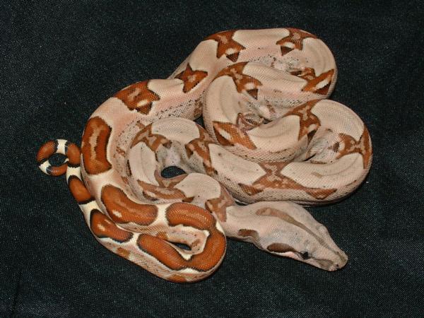 Male Hypo Harlequin Produced Here!
