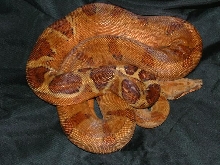 my boas
