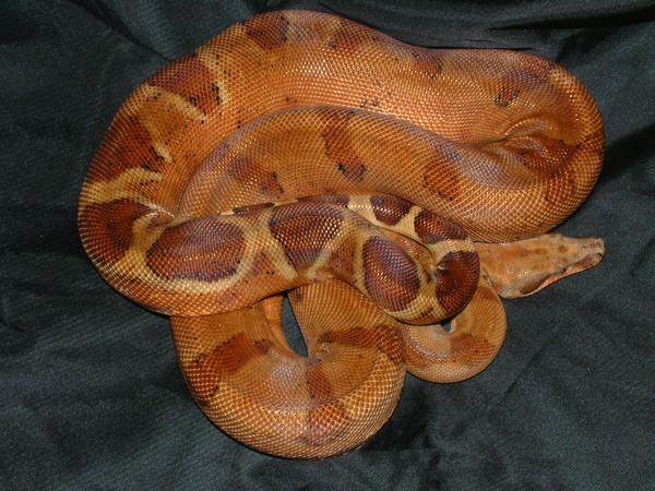my boas