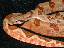 Nice tail on this poss sup.