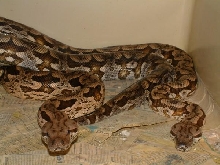 pair of dumerils boas