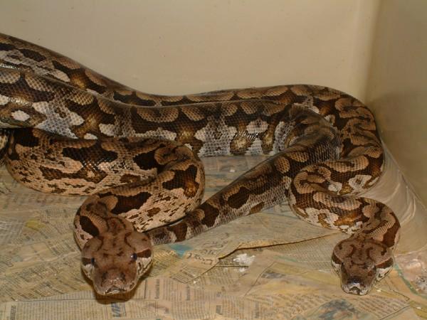 pair of dumerils boas