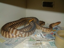 pair of womas