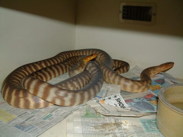 pair of womas