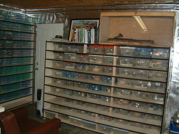 Rack System for baby boas