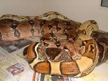 this will make some beautiful boas