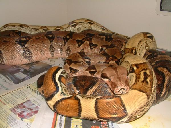 this will make some beautiful boas