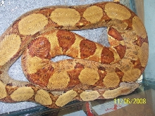 Freckles gravid