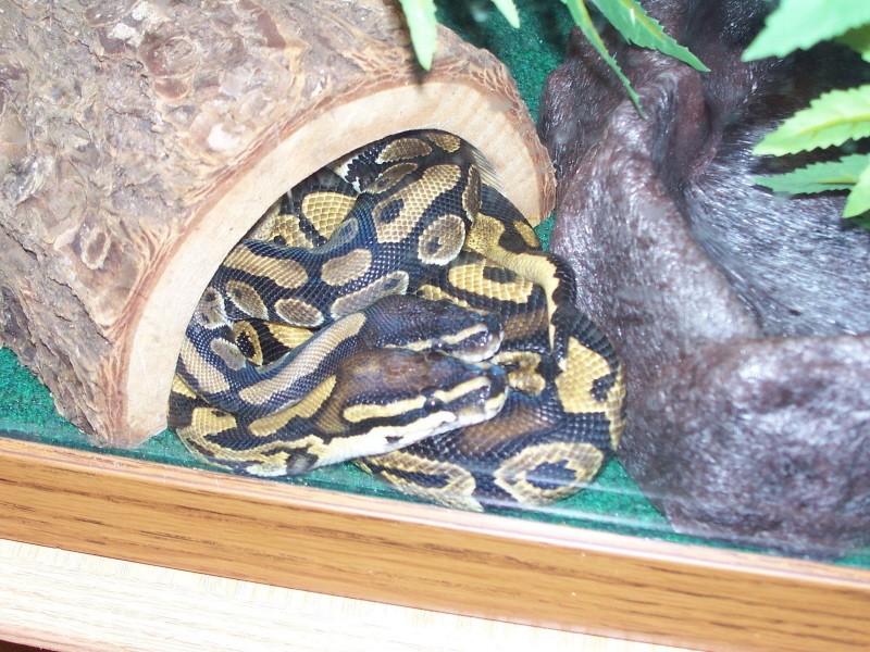 Sam & Cheerio