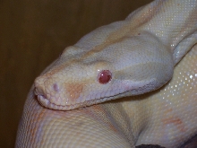 Kilo