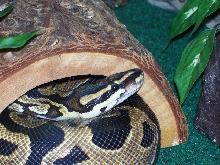 Sam