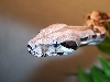 Shimmer