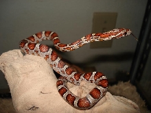 My Young Male Miami