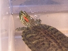 red ear slider