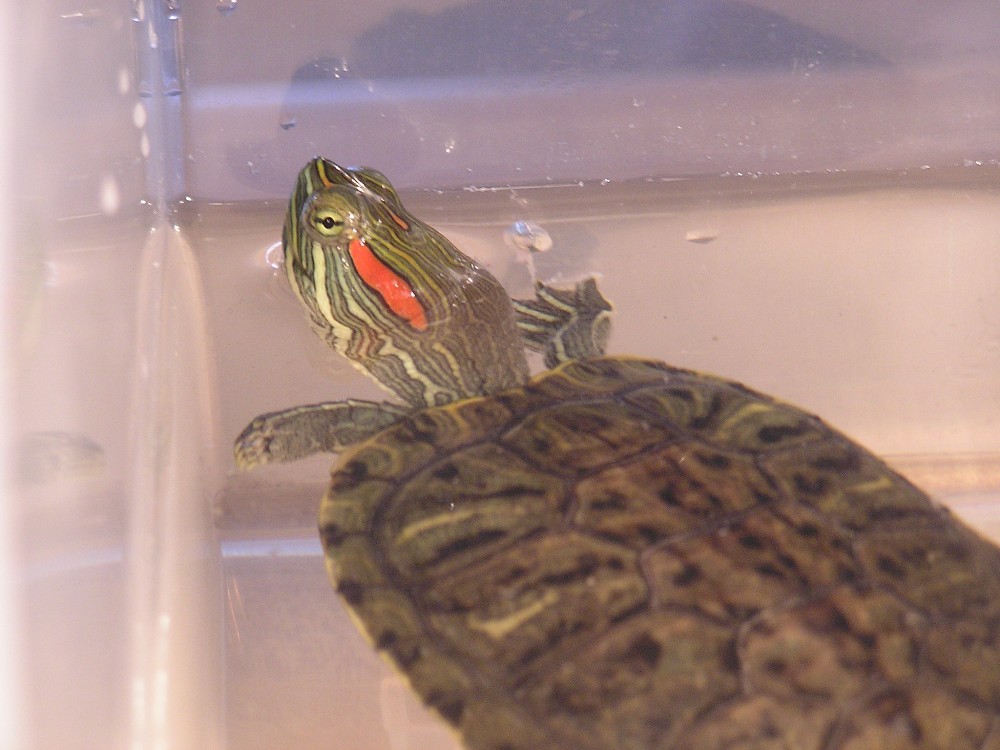 red ear slider
