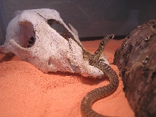 wc gophersnake