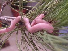 cornsnake