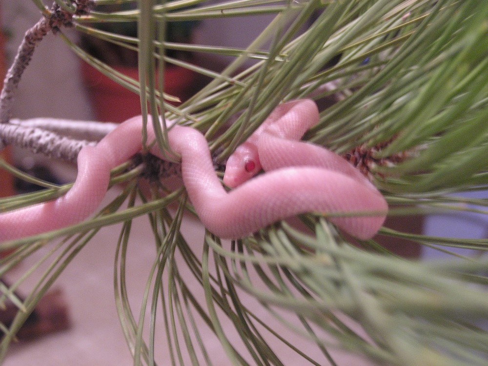 cornsnake