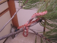 cornsnake