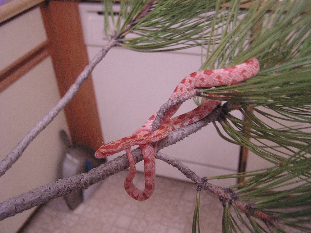 cornsnake