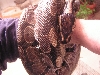 ball python