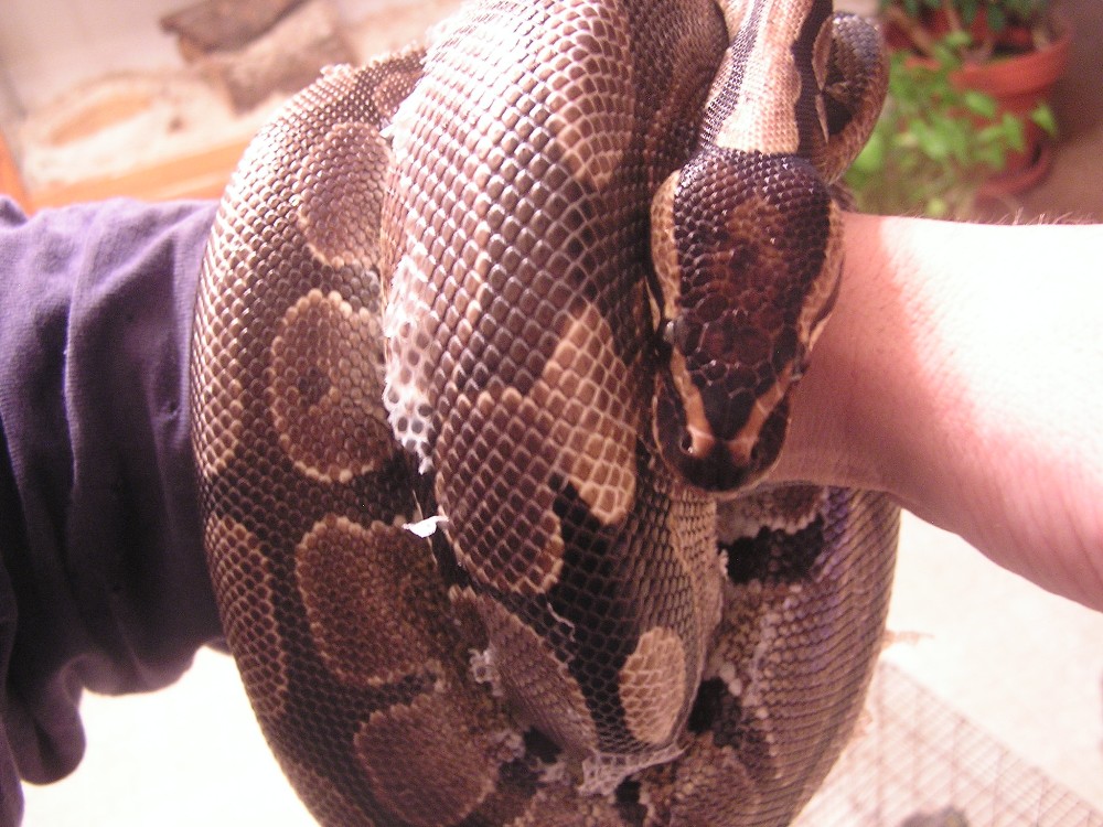 ball python