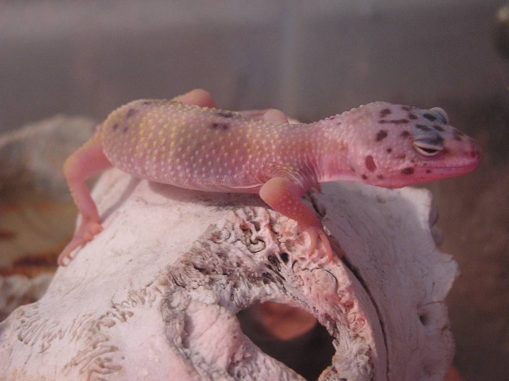 leopard gecko